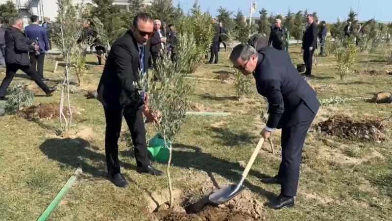 Sumqayıt bulvarında zeytun ağacları əkilib