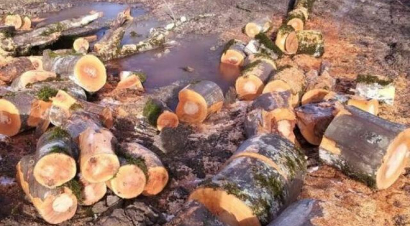 Novruz bayramınız mübarək olsun!