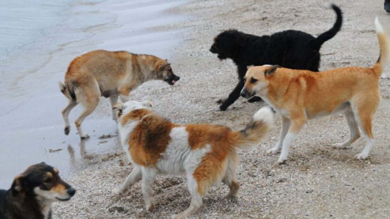 Sumqayıtda DƏHŞƏT: İtlər uşaqları xəstəxanalıq etdi