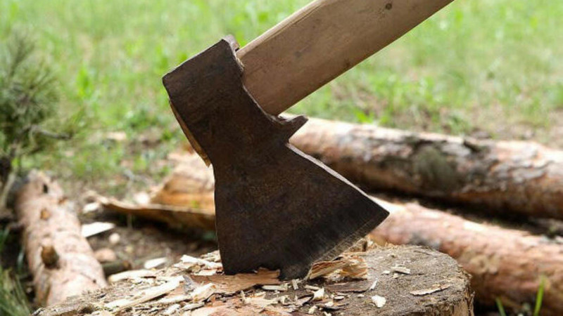 Sumqayıtda tikinti naminə 15 ağac kəsildi