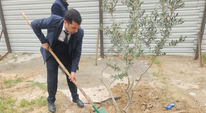 Nazirlik Sumqayıtdakı ağac soyqırımına biganə qalmadı