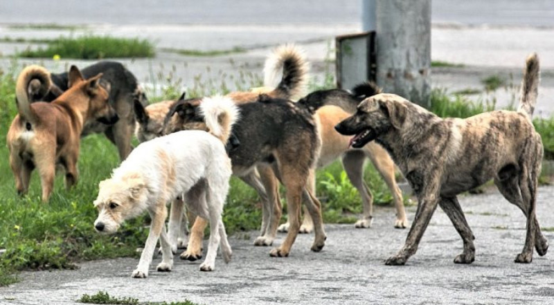 İtin dişlədiyi 5 yaşlı uşaqdan XƏBƏR VAR