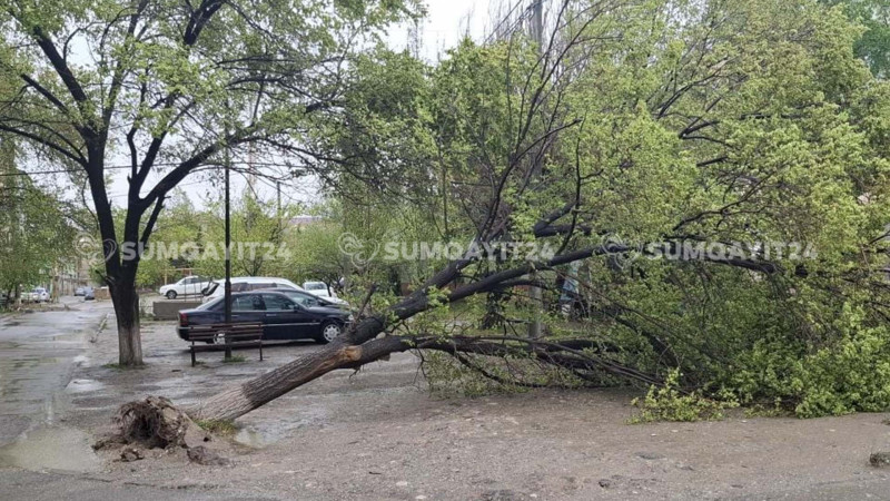 Sumqayıtda iri gövdəli ağaclar aşıb