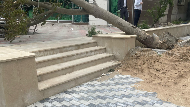 Sumqayıtda ağac qəfil PİYADA SƏKİSİNƏ aşıb