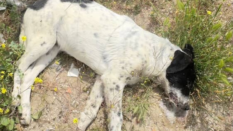 Sumqayıtda itləri kim və niyə güllələyib? - POLİS ARAŞDIRIR - VİDEO