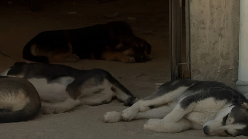 Sumqayıtda küçə itləri öldürülür - Heyvansevərlərdən ŞİKAYƏT - VİDEO