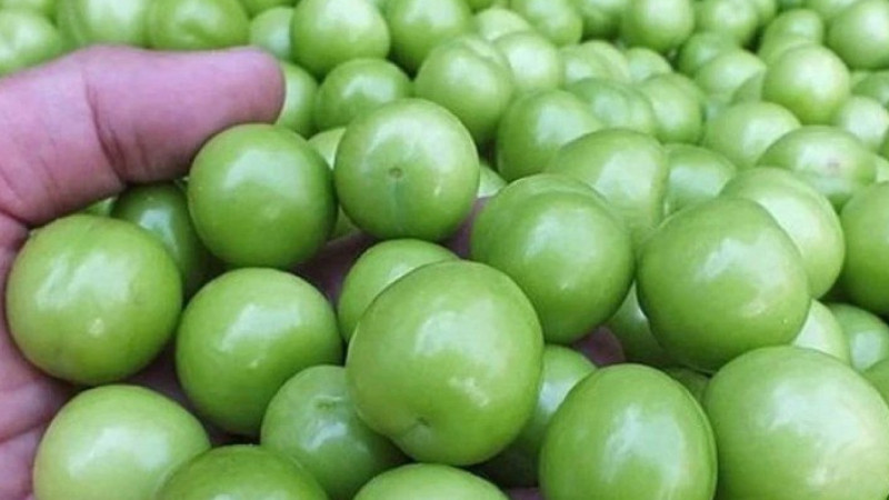 Alça yedikdən sonra BUNU ETMƏYİN!