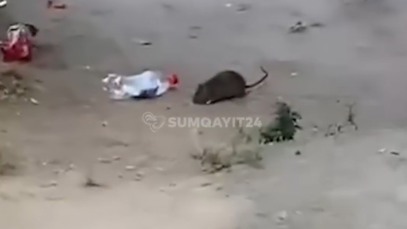 Sumqayıtda binanı SİÇOVULLAR BASIB - VİDEO