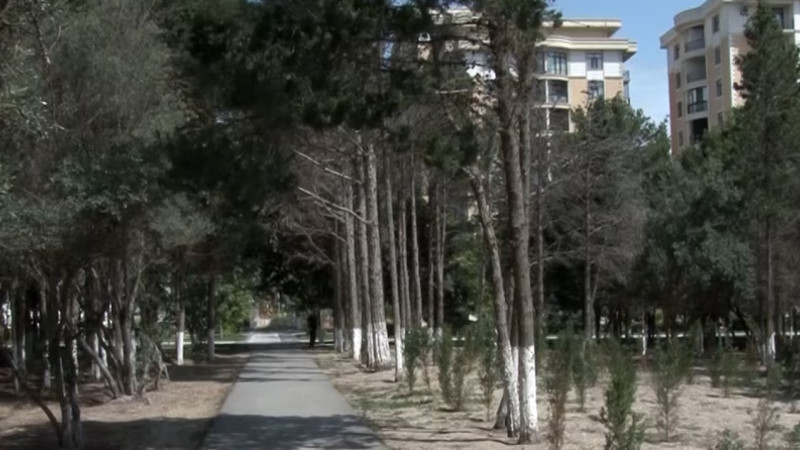 “Nəsimi” parkında quru ağaclar kəsilib - VİDEO