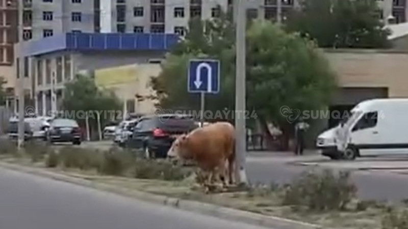 Sumqayıtda öküz insanlara CUMDU - VİDEO