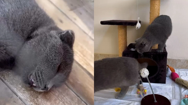 Novxanıda qanunsuz zoopark AŞKARLANIB - VİDEO