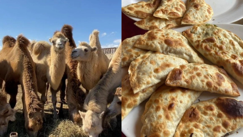 “Dəvə qutabı” adı altında satılan TƏHLÜKƏ