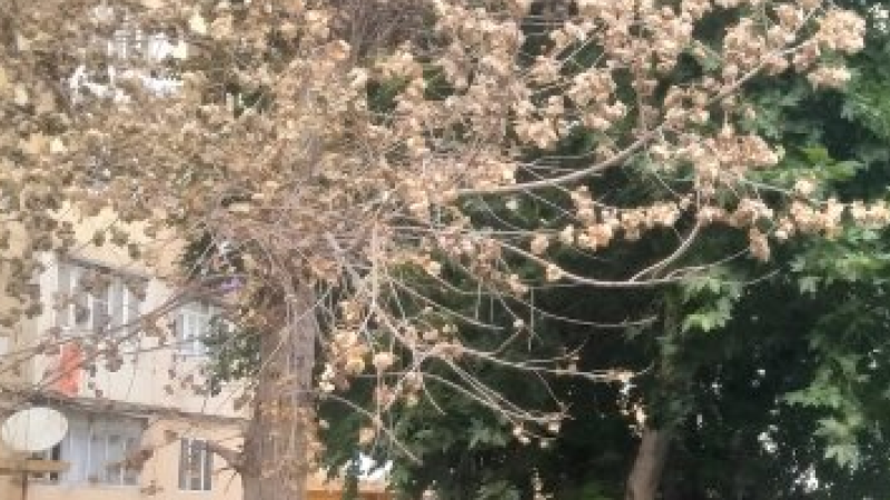Sumqayıtda ağaclar təhlükə mənbəyinə ÇEVRİLİB - FOTO