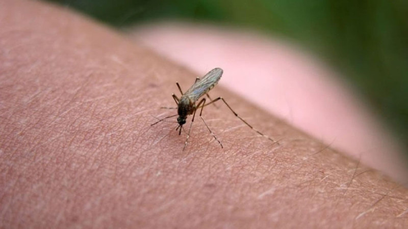 Ağcaqanadlar bu rəng geyinənlərə YAXINLAŞMIR