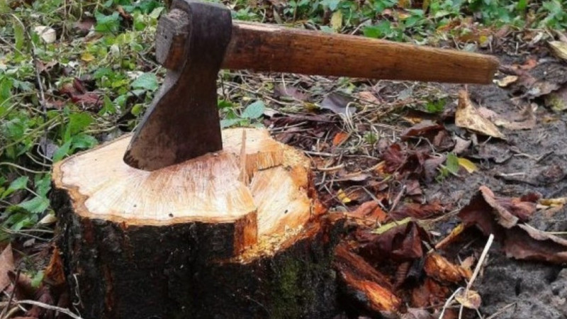 Sumqayıt bulvarında yaşıllıqlar MƏHV EDİLİB