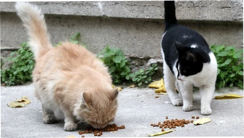 İsti yay günlərində onları da unutmayaq…