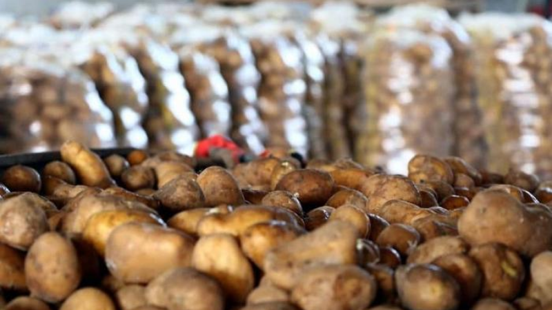 Sumqayıtda yetişən kartofun miqdarı açıqlandı