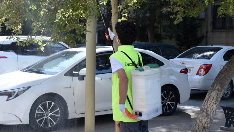 Sumqayıtda Amerika kəpənəyi yayılıb