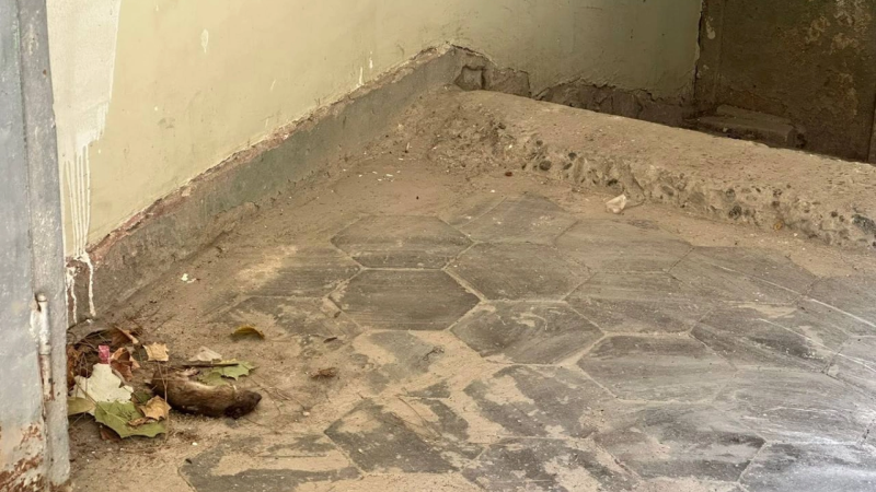 Siçovul cəsədi, zir-zibil - Qurumlar hara baxır?