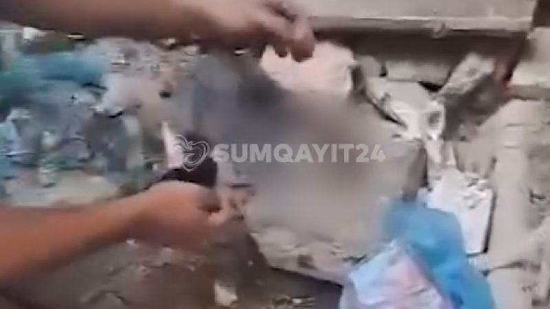 Sumqayıtda pişiklərə əzab verən manyak peyda olub - VİDEO