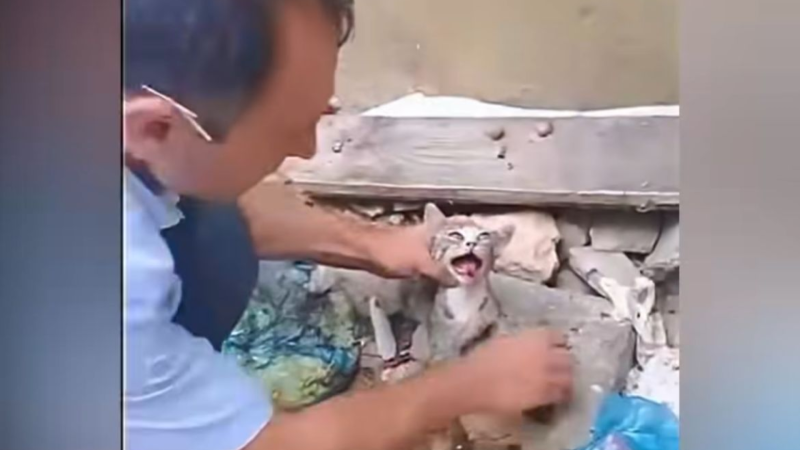 Sumqayıtda pişiyə əzab verən şəxs SAXLANILDI