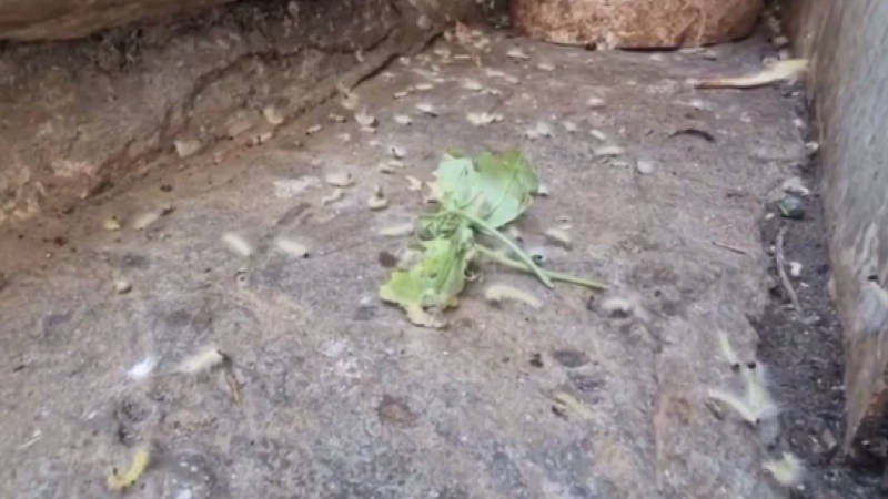 Sumqayıtda evləri qurdlar basıb