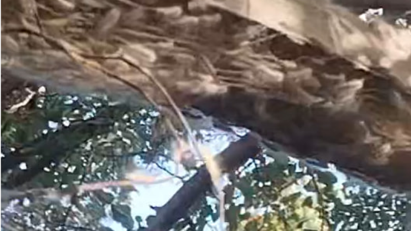 Sumqayıtda qurdlar kütləvi şəkildə artır- SAKİNLƏR NARAHATDIR