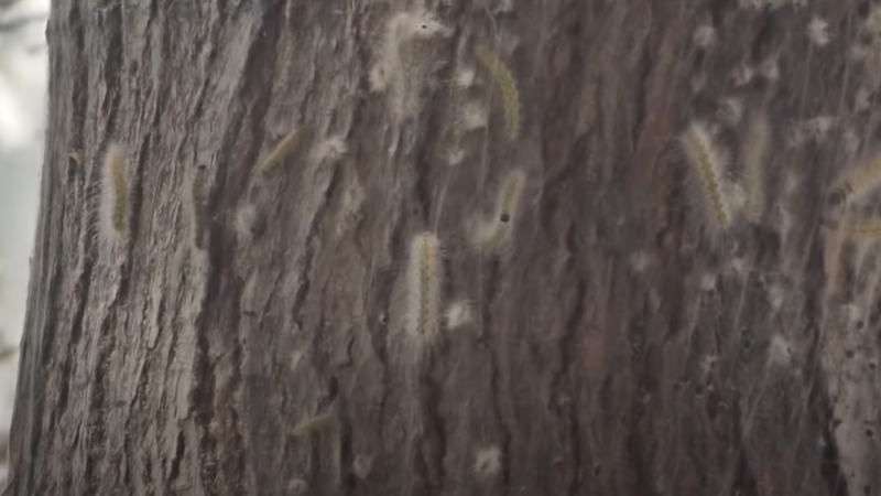 Sumqayıtda qurdlarla əlaqədar dezinfeksiya işləri APARILIR