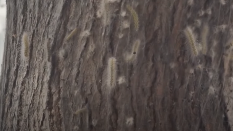 Sumqayıtdan Ukraynaya humanitar yardım GÖNDƏRİLİR