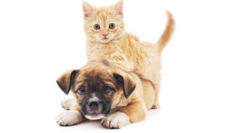 Mənzilində heyvan saxlayanlar CƏRİMƏLƏNƏ BİLƏR