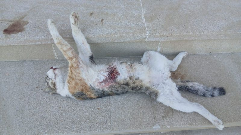 Sumqayıtda yenə manyak peyda olub?