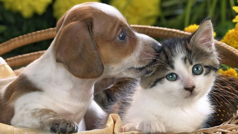 Heyvanlara işgəncə edənlərin nəzərinə - Cəzalar SƏRTLƏŞDİRİLİB