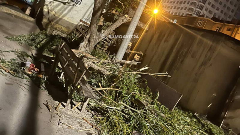 Sumqayıtda sağlam ağaclar da budanır- İDDİA