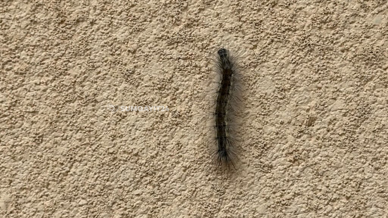 Sumqayıtdakı “qurdlu” bağça barədə AÇIQLAMA Sumqayıtdakı “qurdlu” bağça barədə AÇIQLAMA