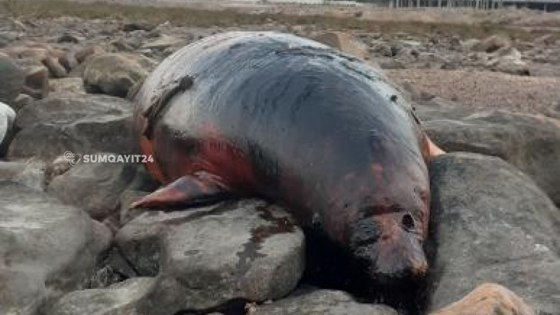 Sumqayıtda ölü suiti aşkarlanıb Sumqayıtda ölü suiti aşkarlanıb