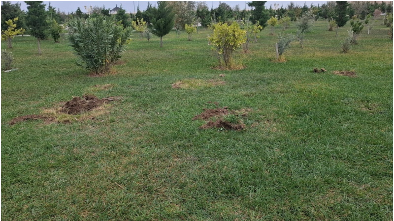 Sumqayıtın bulvar ərazisində ağacların qanunsuz kəsilməsi AŞKARLANIB Sumqayıtın bulvar ərazisində ağacların qanunsuz kəsilməsi AŞKARLANIB