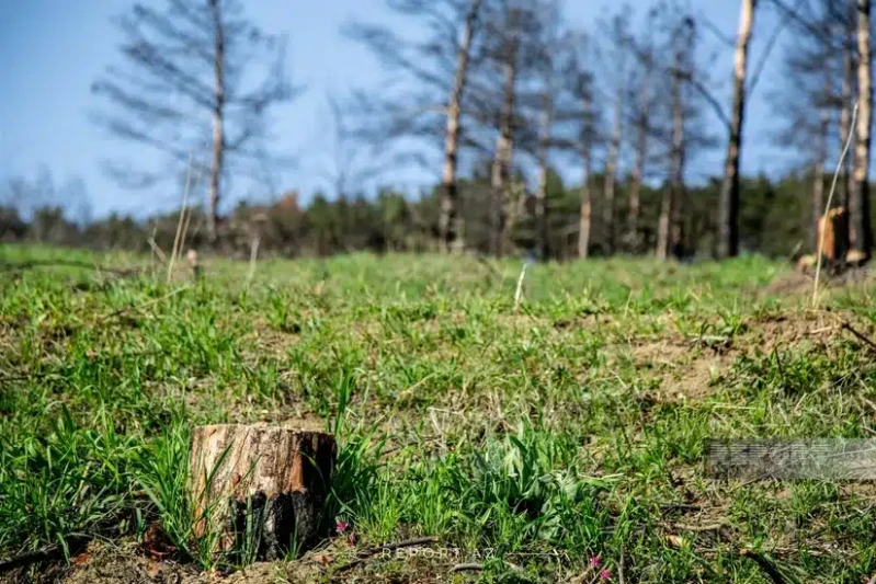Sumqayıtda yaşıllıqlara ziyan verilmə halı AŞKARLANIB Sumqayıtda yaşıllıqlara ziyan verilmə halı AŞKARLANIB