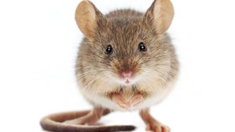 Sumqayıtda siçanlar binanı ZƏBT EDİBLƏR