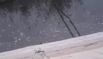 Sumqayıtda balıqlar kütləvi TƏLƏF OLDU - Sakinlərdən QORXULU iddia