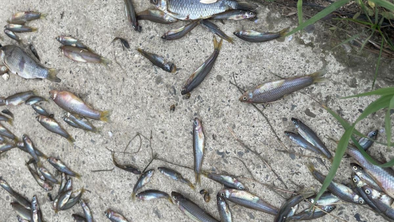 Saraydan keçən kanalda balıqların kütləvi tələfi ARAŞDIRILIR