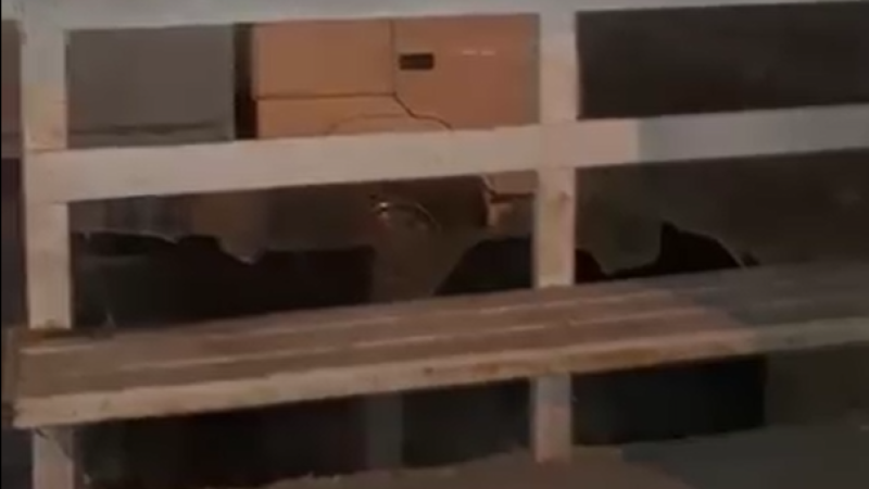 Sumqayıtlı gənclərdən aidiyyəti qurumlara DƏRS