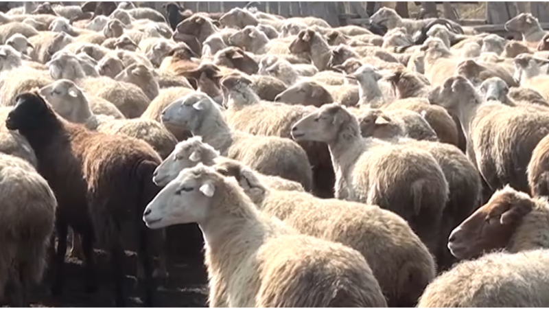 Sumqayıtlı sahibkarın fermasına yırtıcılar HÜCUM EDİB