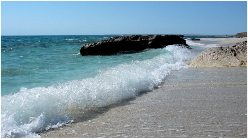Xəzər dənizində bu balığın ovlanması qadağan edildi
