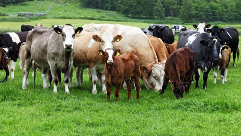 Mal bazarlarının fəaliyyəti nə vaxt bərpa olunacaq?- AÇIQLAMA