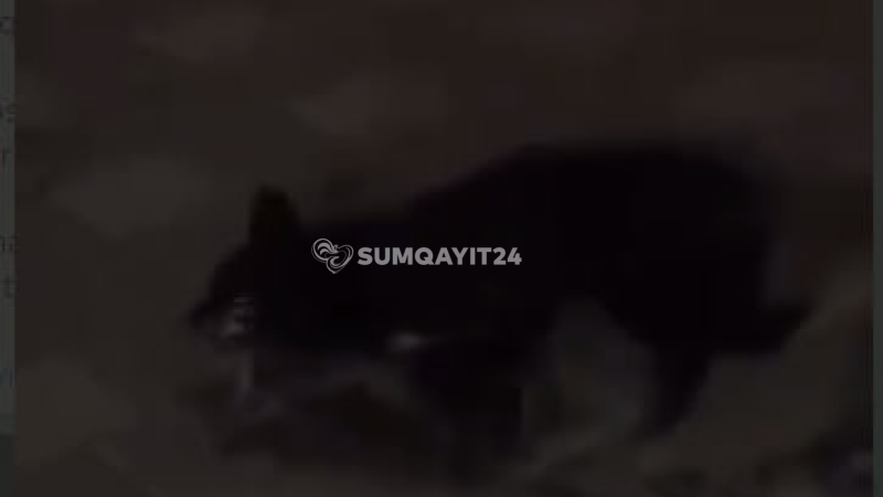 Sumqayıtda heyvanları zəhərləyib öldürürlər - İDDİA