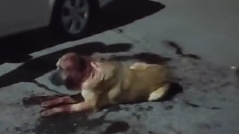 Sumqayıtda qurum əməkdaşları itləri GÜLLƏLƏYİBLƏR? - İDDİA