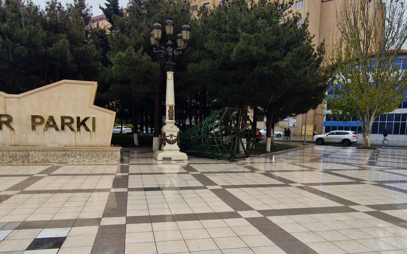 Sumqayıtlıların sevimli küknarı...