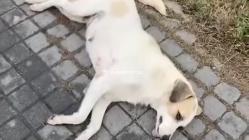 Sumqayıtda itlərin soyqırımı davam edir