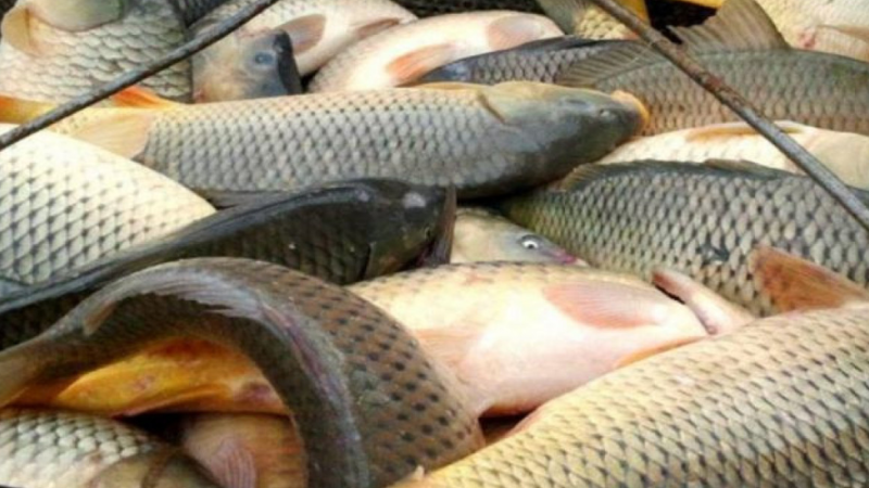 Balıq ovu üçün kvota təsdiqlənib