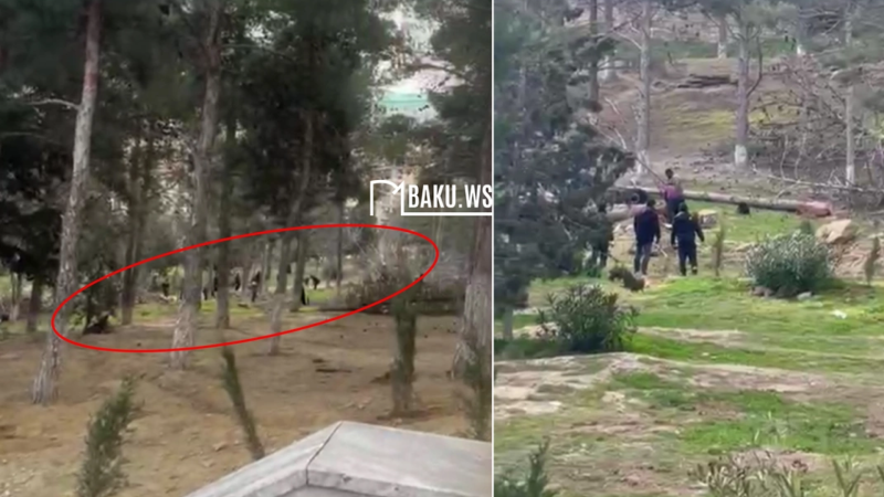 Nəsimi parkında ağaclar niyə kəsilir?- RƏSMİ CAVAB